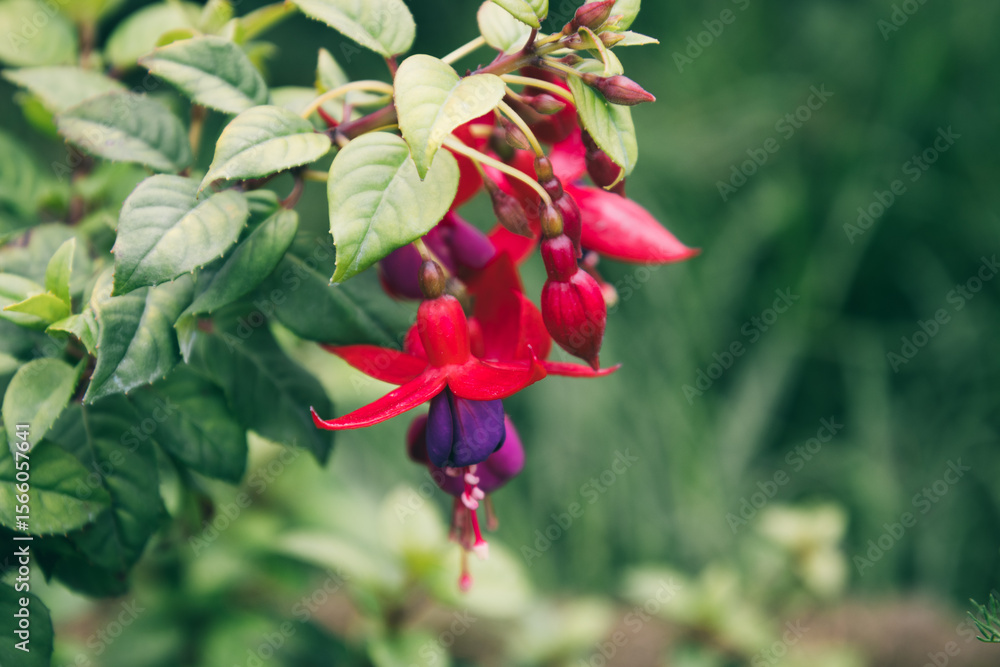 Obraz premium Close-up of red and purple Fuchsia flowers with green leaves – tropical ornamental plant, commonly used in gardens and landscaping.