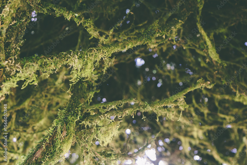 Obraz premium Detailed view of conifer branches blanketed with soft moss – natural forest flora in close-up.