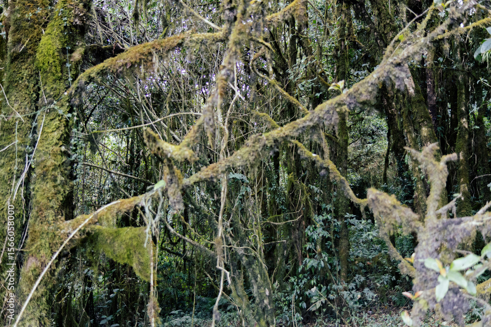 Fototapeta premium Dense moss-covered branches in a humid forest environment.