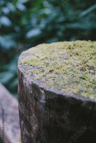 Close-up of a single moss-covered wooden log post in a forest – detailed wet texture and vibrant green moss in natural woodland setting.