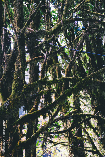 View of intertwined mossy branches in a wet and shaded forest.