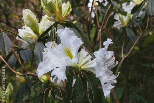 White rhododendron flowers blooming on branches in a tropical forest.