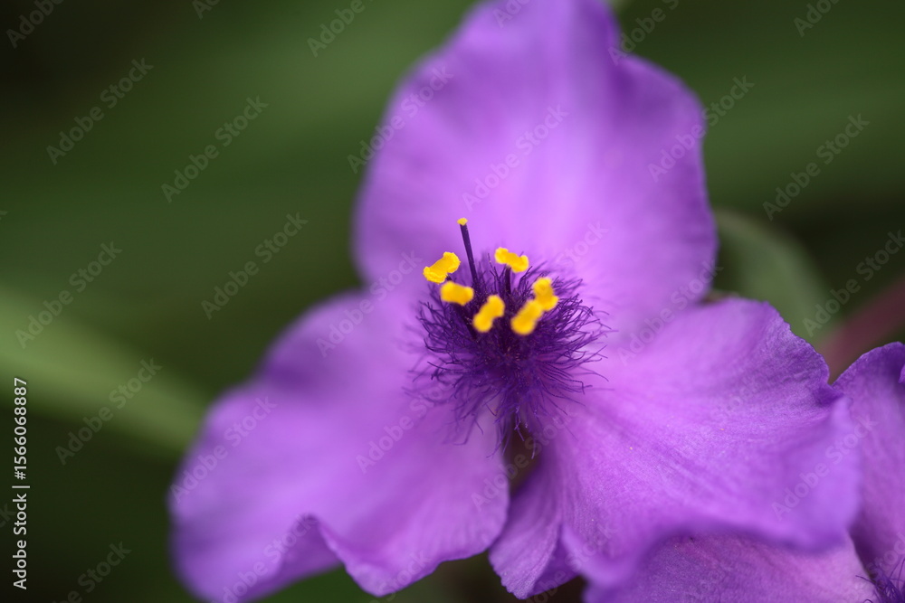 Obraz premium ムラサキツユクサの花のアップ 