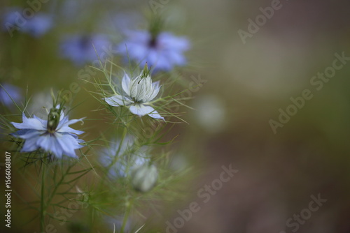 Wallpaper Mural ニゲラの花のアップ Torontodigital.ca