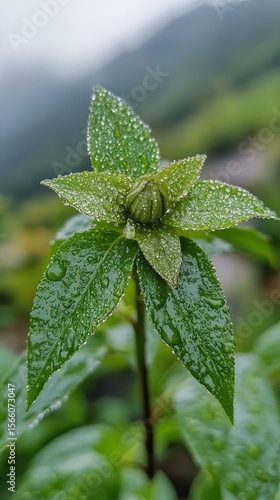 Fresh green plant with dew drops in mountain mist macro view