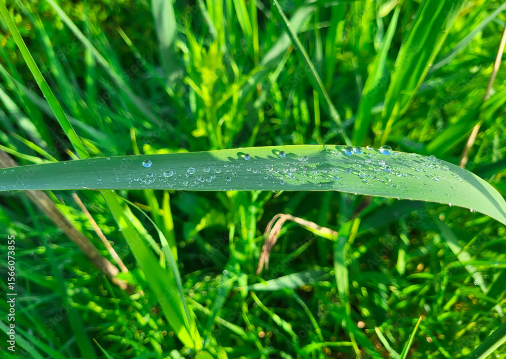 custom made wallpaper toronto digitalDue to the summer's early morning rain, there are transparent droplets reflecting on the wide leaf of green grass.