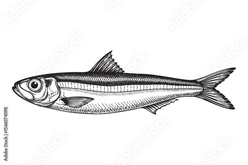 Small Fish Vector Engraving Illustration