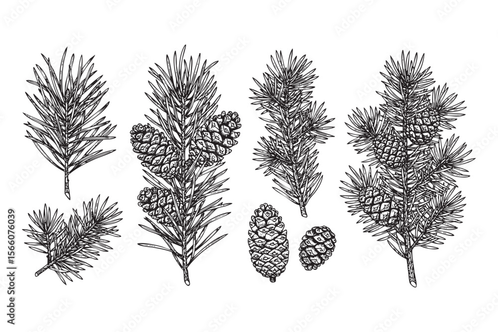Naklejka premium Pine Branches and Cones Vector Engraving Set