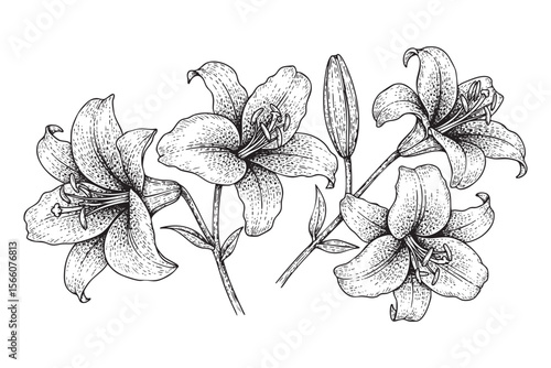 Lily Flowers Vector Engraving Set
