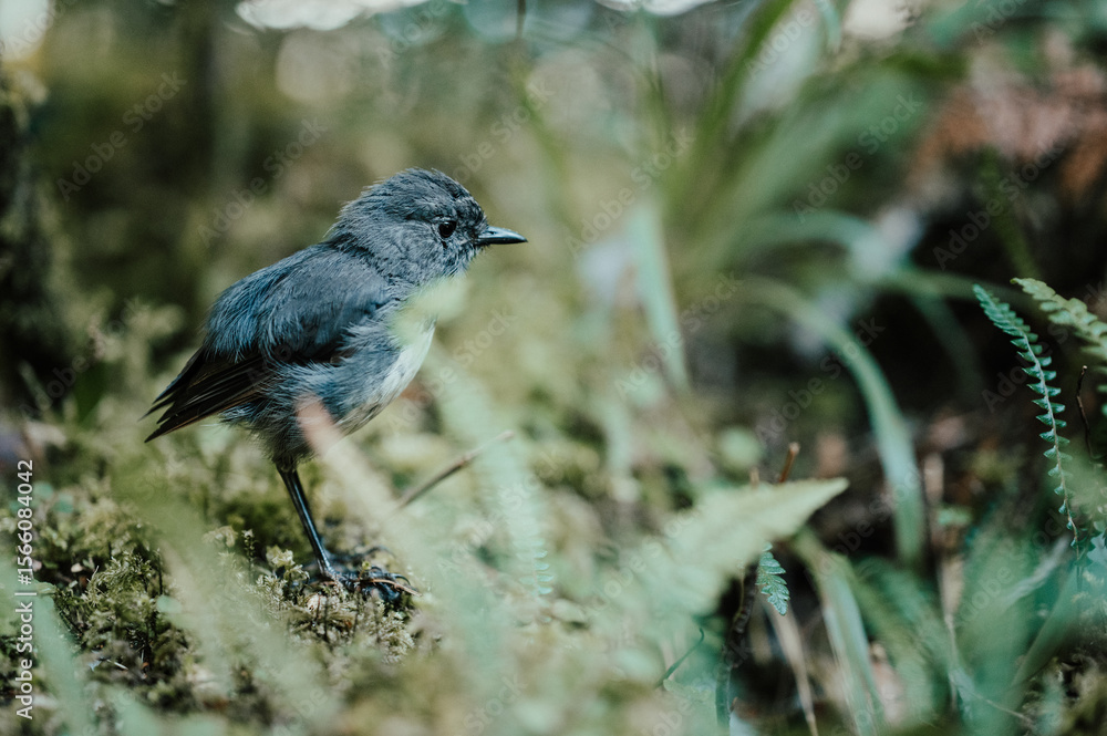 Obraz premium Robin in South Island New Zealand