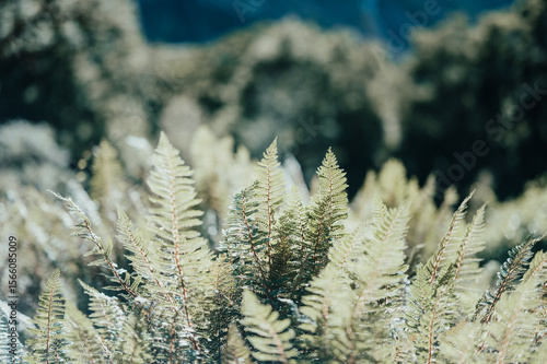 Silver Fern on the Milford Track, New Zealand