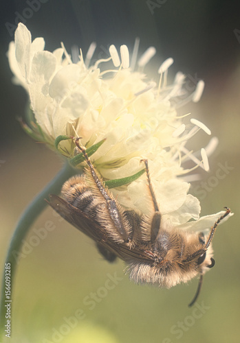 Mała pszczoła na kwiatku