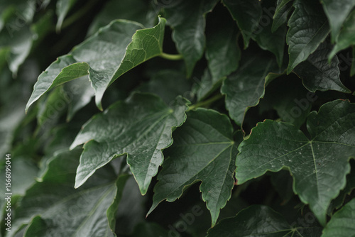 green leaves of a tree
