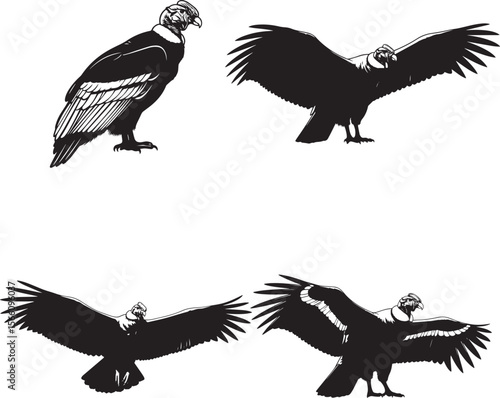 Andean Condor  Silhouettes