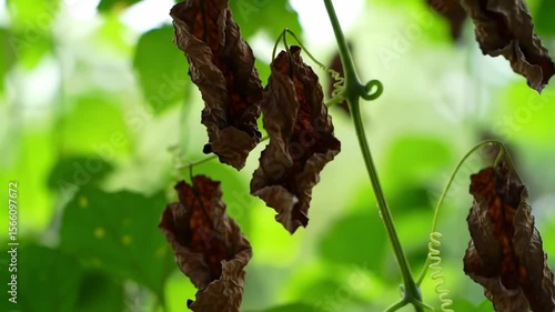 Dried leaves on vine