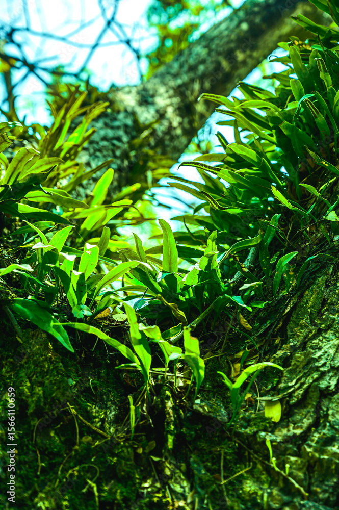 Obraz premium Natural Series : Fern on a big tree. Microsoroideae growing on old trees. A large tree with Microsoroideae fern. Look up at the tree trunk with its bark always moist.