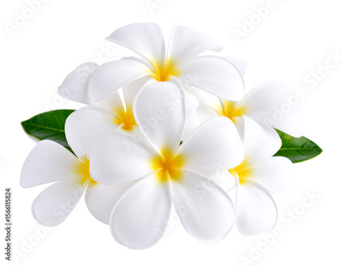 Freshly bloomed white flowers with vibrant yellow centers and green foliage present a beautiful natural arrangement.