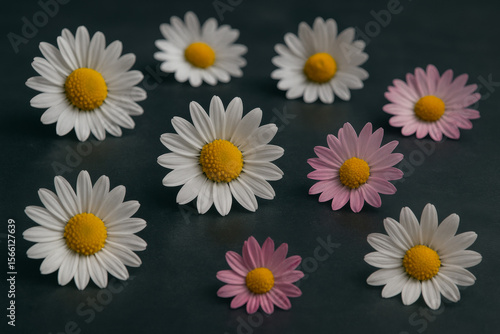 Daisy Blossoms: Delicate daisy blossoms, with white petals surrounding sunny yellow centers, arranged on a dark, inviting surface. A delicate floral scene capturing nature's simplicity and charm. 