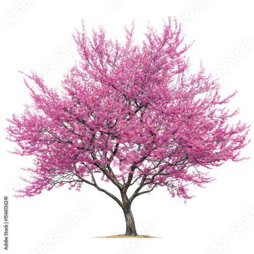 A beautiful eastern redbud tree in full bloom with vibrant pink flowers isolated on a transparent background