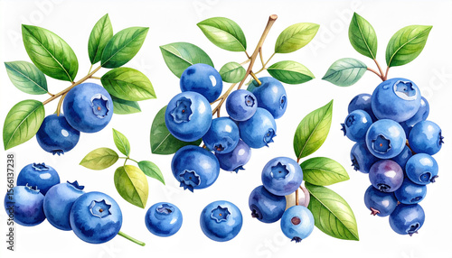 in the image, several clusters of ripe berries are depicted along with their accompanying green foliage