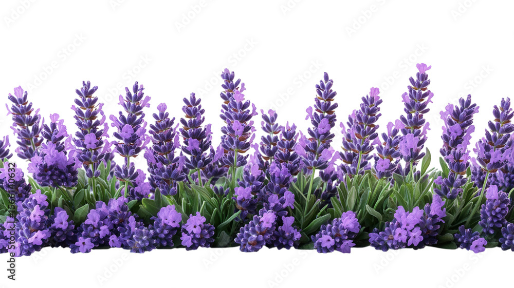 Naklejka premium lavender sprigs isolated on transparent background