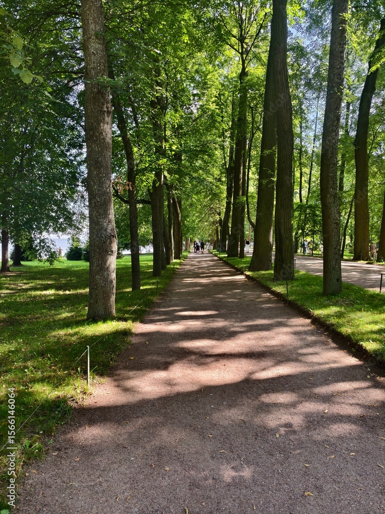 Fototapeta premium Saint-petersburg, Russia:24-July-2024: Peterhof Palace.It's one of the palace’s formal alleys, a wide gravel pathway lined with perfectly trimmed trees on both sides