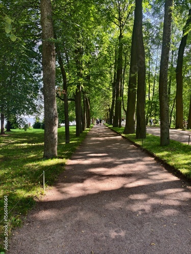  Saint-petersburg, Russia:24-July-2024: Peterhof Palace.It's one of the palace’s formal alleys, a wide gravel pathway lined with perfectly trimmed trees on both sides
