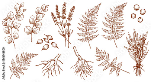Botanical sketch vector illustration featuring leaves, ferns, roots, and lavender for natural design