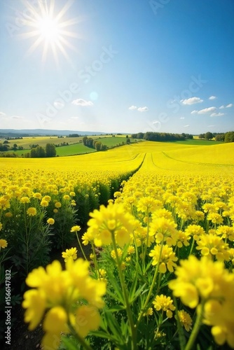Golden canola fields bathed in the warm summer sun, vibrant yellow blossoms stretching to the horizon under a clear blue sky A picturesque scene of idyllic rural beauty , outdoors, botany, summer day