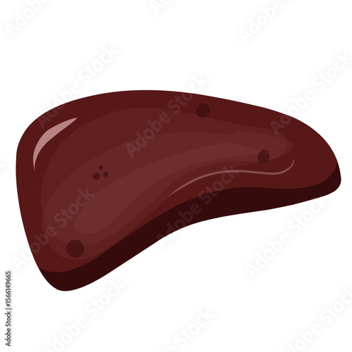 Beef liver illustration,vector beef cut