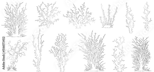 silhouette line cad leafless desert shrub with dry branches set. vector illustration