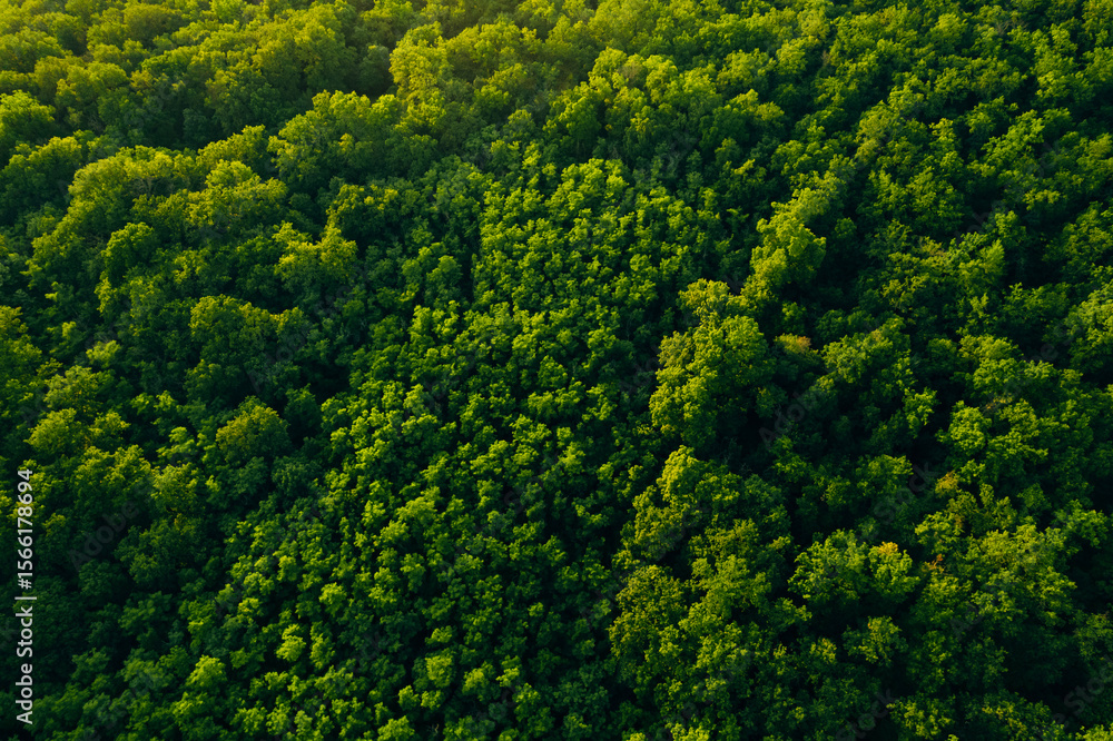 Naklejka premium Aerial view of green forest in summer.Clean Environment and Sustainable concept.Forest reduce carbon emissions and clean air. A clean and sustainable environment stops global warming.