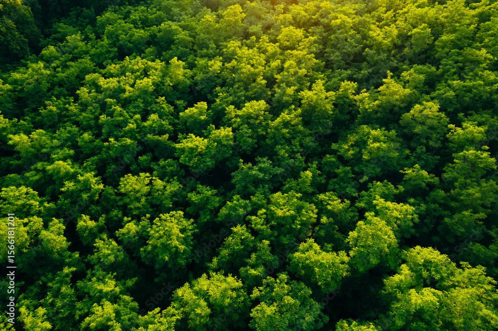 Naklejka premium Aerial view of green forest in summer.Clean Environment and Sustainable concept.Forest reduce carbon emissions and clean air. A clean and sustainable environment stops global warming.
