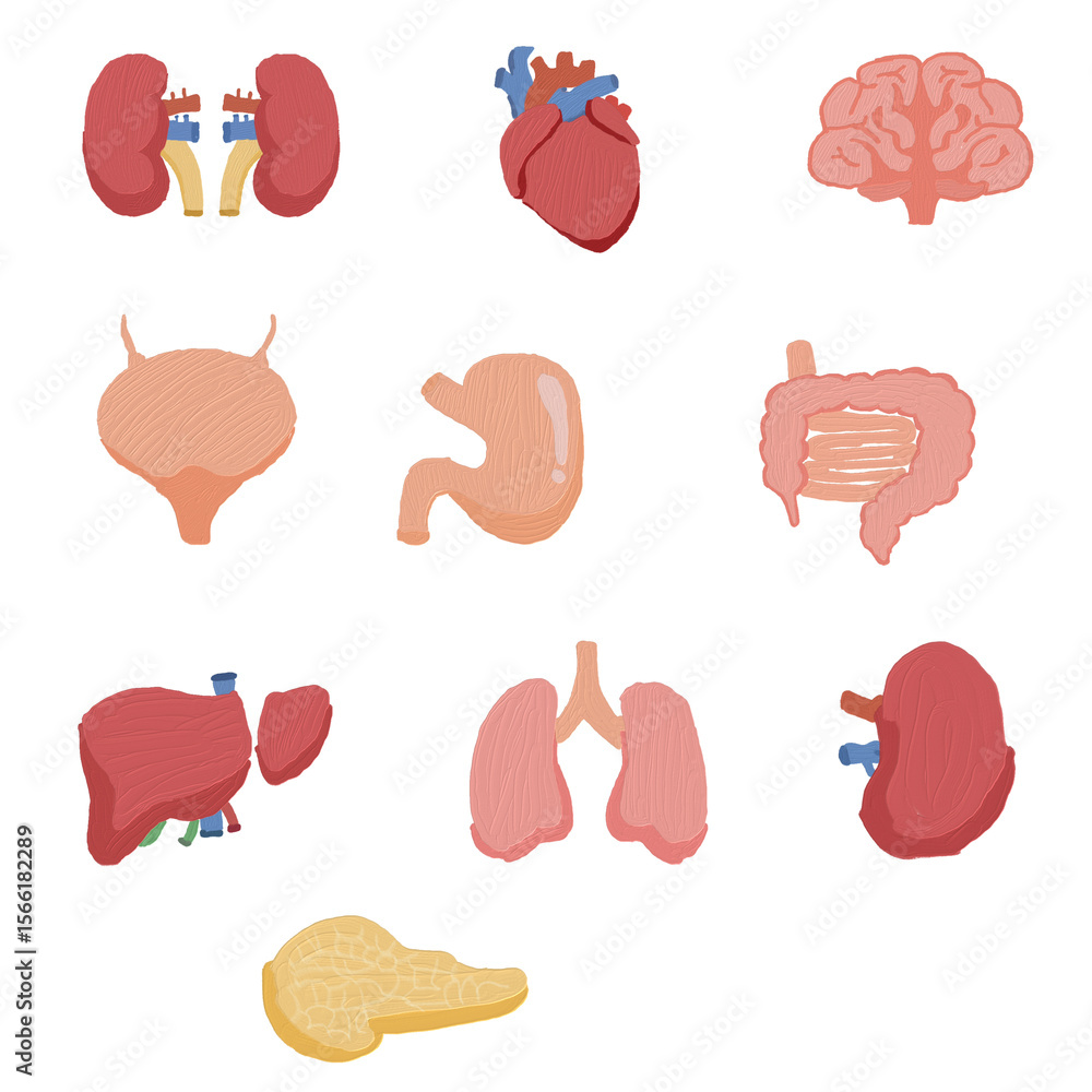 Human Internal Organs Set Human Internal Organs Set