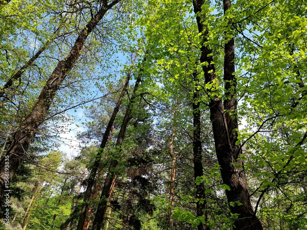 Fototapeta premium Amazing spring forest. Beautiful nature.