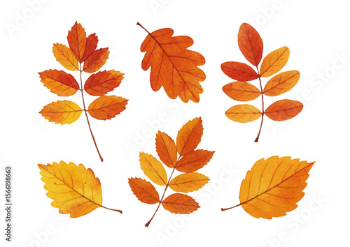Vector watercolor illustration / 水彩テイストの紅葉イラスト