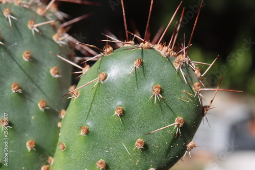 Opuntia fragilis Füssen kaktus opuncja