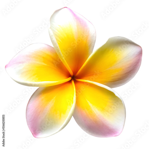 Frangipani flower yellow white pink petals isolated on a transparent background plumeria