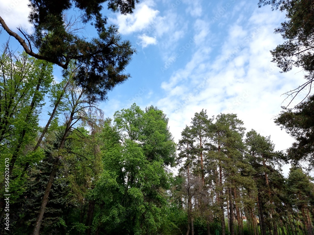 Obraz premium green trees in the forest 