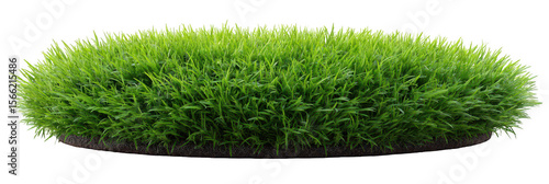 Lush green grass patch