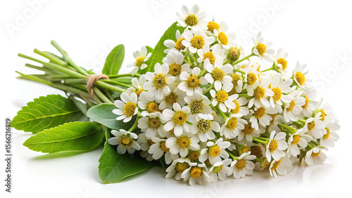 Beautiful Bouquet of White and Yellow Daisies on a White Background