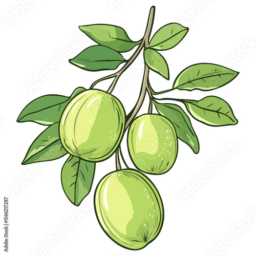 green dates, fruit, food, vector, transparent background, nature, ripe, fresh, agriculture, organic, freshness, diet, nutrition, healthy, icon, juicy, health, delicious, green, eating