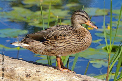 female mallard duck
