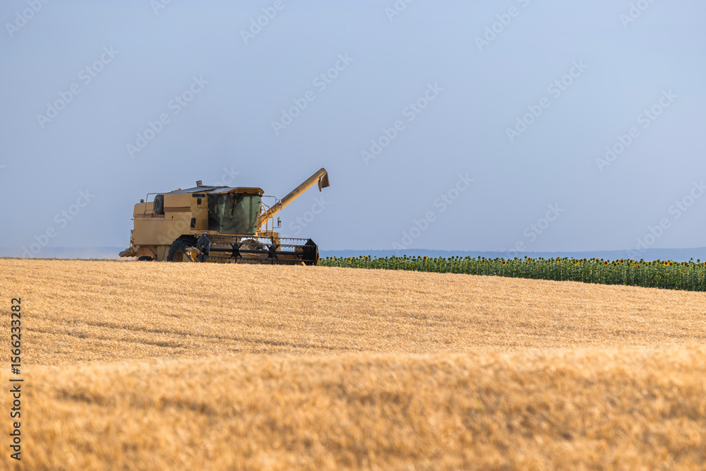 Fototapeta premium Combine harvester in field wheat