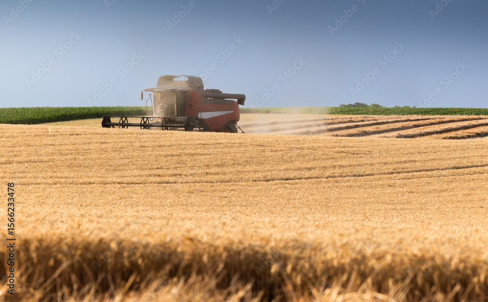 Fototapeta premium Combine harvester in field wheat
