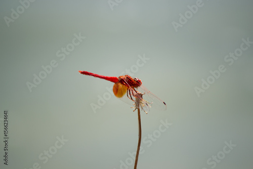 Valokuva a dragonfly perched on a flower