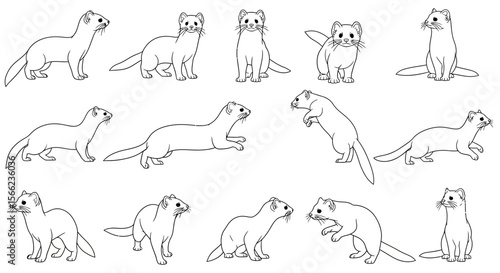 Various poses of weasels in playful and curious stances  