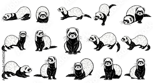 Polecat illustrations in various poses on white background  