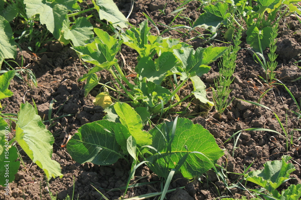 Obraz premium pumpkin seedlings