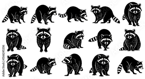 Raccoons in various poses showcasing playful and curious expressions - Concept of animals in different poses  